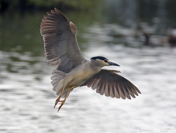 205 Night Heron