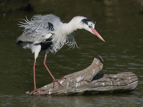 216 Grey Heron
