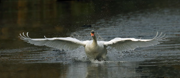 217 Mute Swan