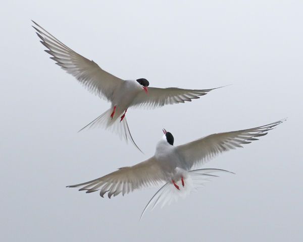 218 Arctic Tern
