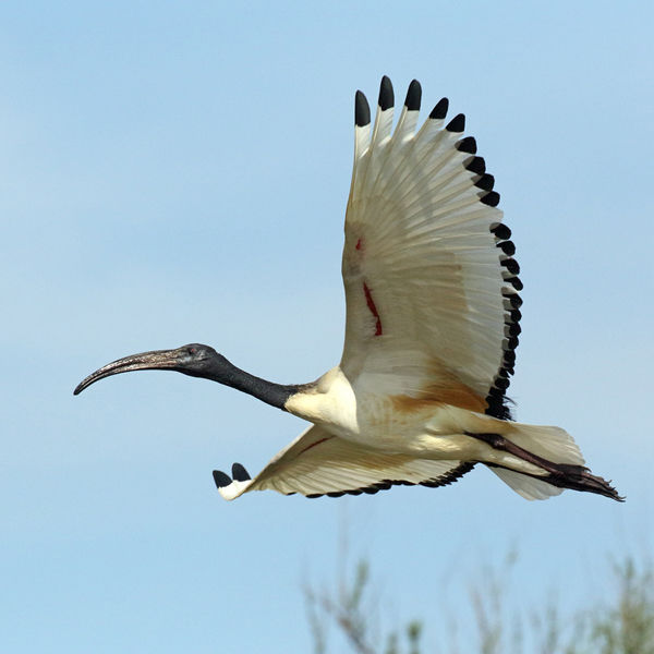 219 Sacred Ibis