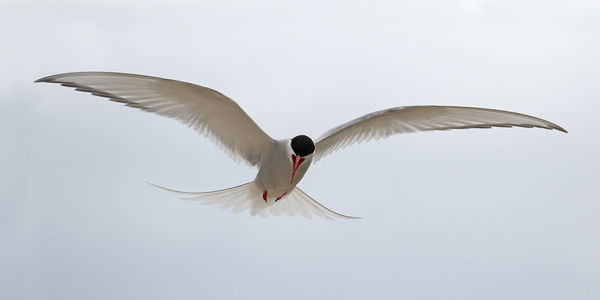220 Arctic Tern