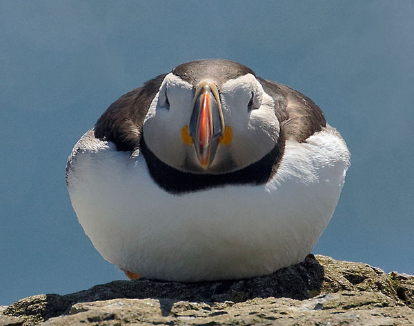 221 Puffin
