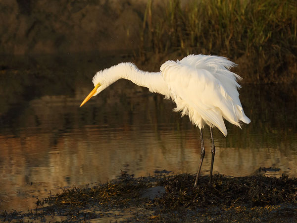 222 Great Egret