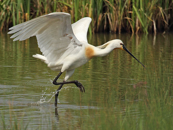 223 Spoonbill