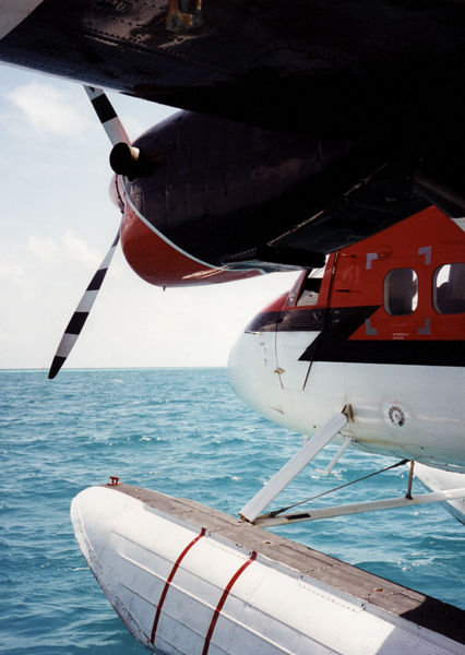 A162 Sea Otter Maldives