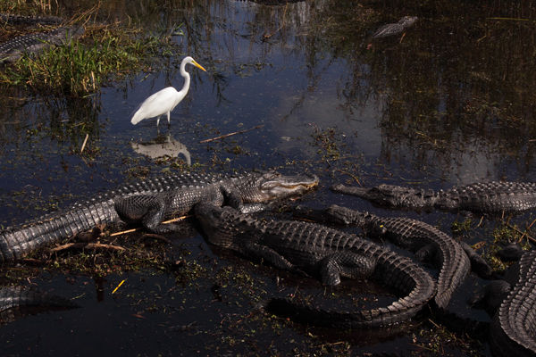 M124 Alligators
