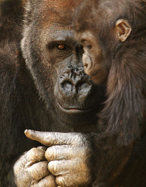 M125 Gorilla