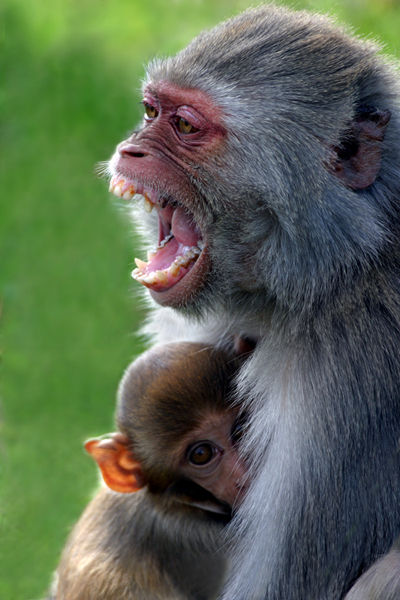 M126 Macaques