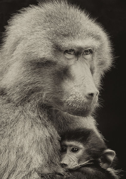 M128 Baboons