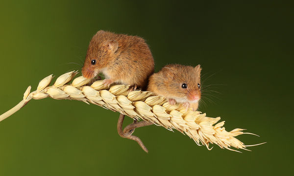M130 Harvest Mice