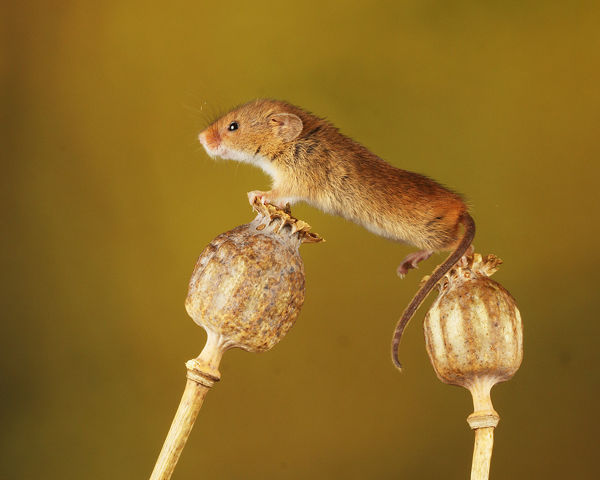 M132 Harvest Mouse