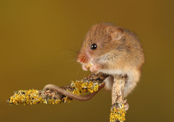 M133 Harvest Mouse