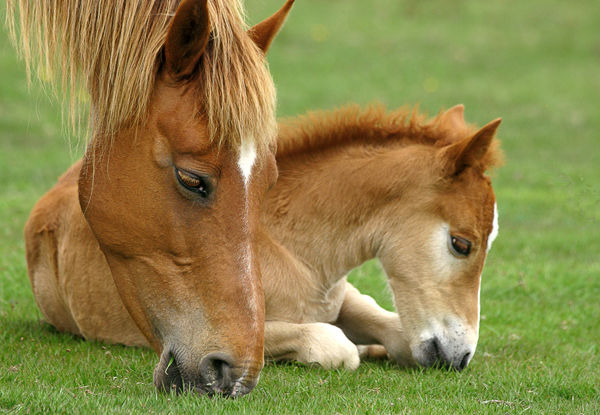 M135 New Forest Ponies