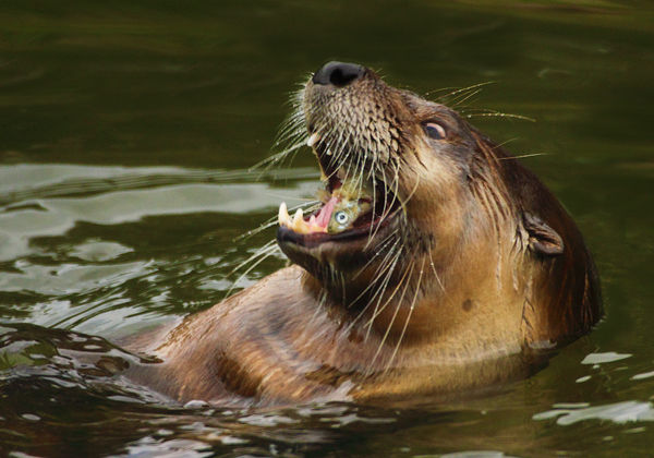 M136 American Otter