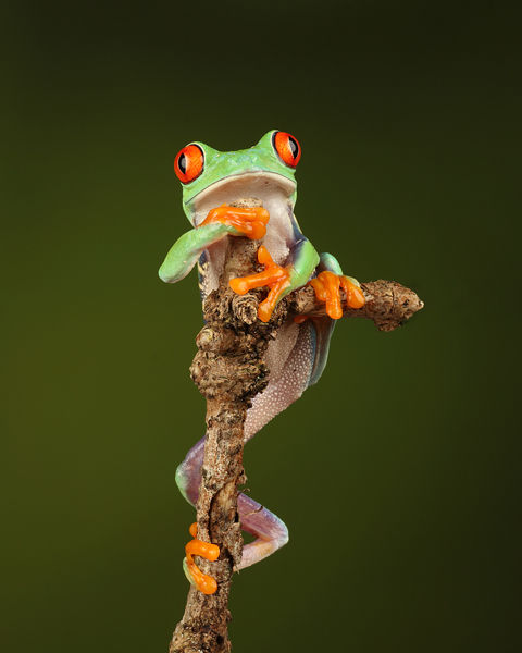 M138 Red Eyed Tree Frog