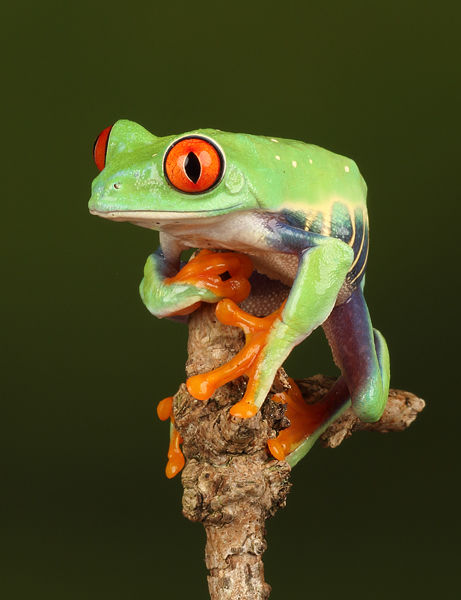 M139 Red Eyed Tree Frog