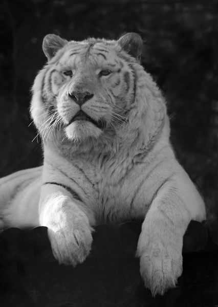 M140 White Tiger