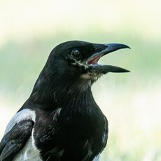 DSC 0059