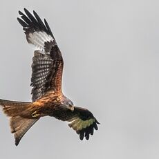 E18
