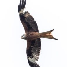 J8