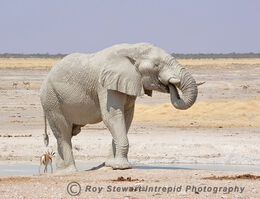 African Elephant
