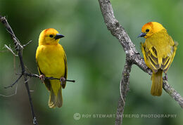 African Golden Weaver