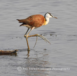 African Jacana