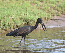 African Openbill