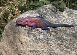 Agama Lizard