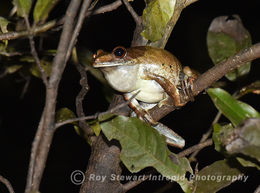 Amazon Rain Forest Frog