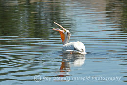 American White Pelican