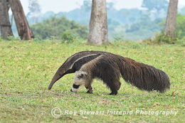 Anteater