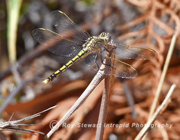 Australia Emperor Dragonfly