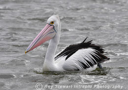 Australia Pelican
