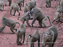 Olive Baboons