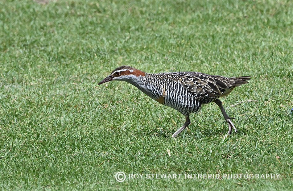 Banded Rail (Moho Pereru)