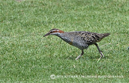 Banded Rail (Moho Pereru)