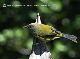Bellbird (Korimako)