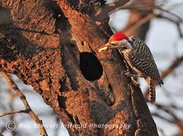Bennett's Woodpecker