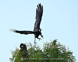 Black Cockatoo