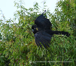 Black Cockatoo