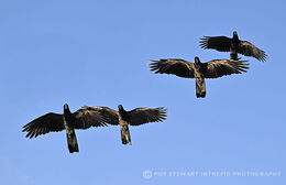 Black Cockatoos in flight