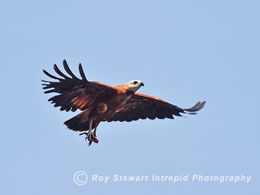 Black Collared Hawk