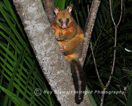Brushtail Possum