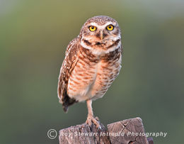Burrowing Owl