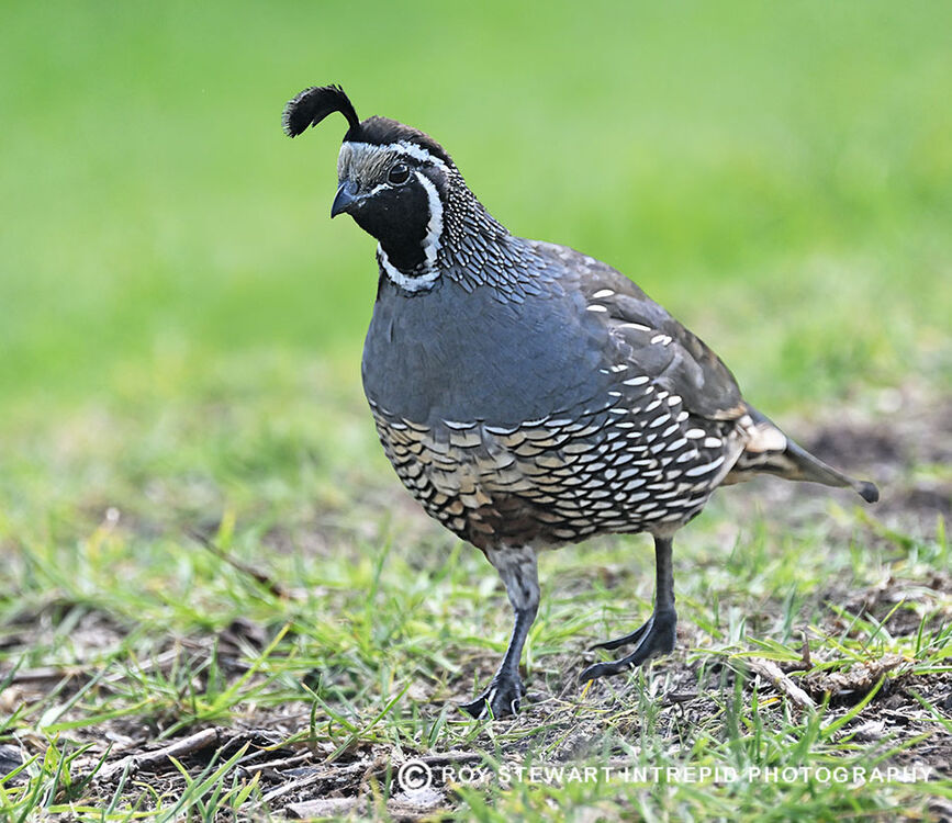 California Quail