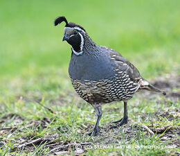 California Quail