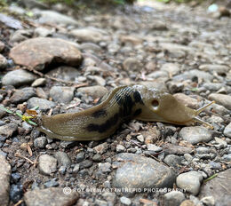 Californian Banana Slug