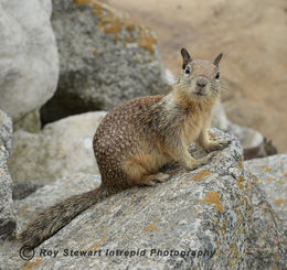 Californian Ground Squirrel